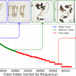 Long-tailed Image Classification on the Specimens of Herbarium Dataset