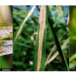 Rice leaf disease detection using machine learning techniques